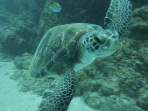 Snorkeling sea turtles Guanacaste