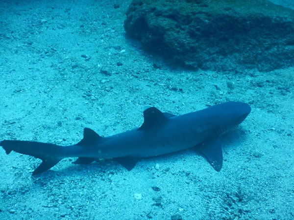 Scuba Diving Catalina Islands