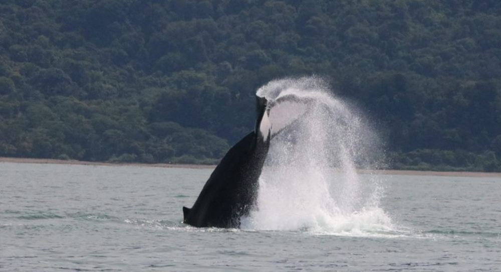 Whales in Papagayo and Guanacaste