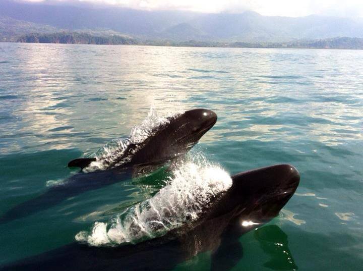 Whales in Guanacaste