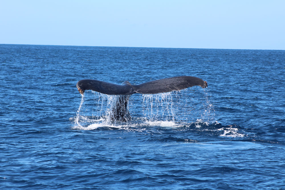 Humpback whale 