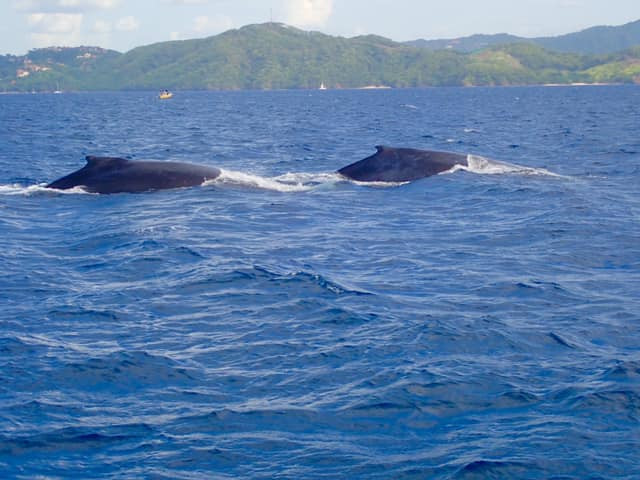 Sailing and whale watching