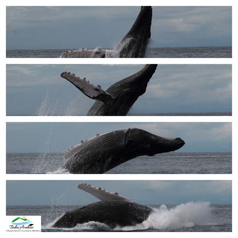 Whale Watching Tours