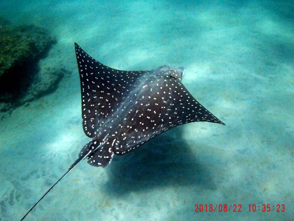 Snorkeling Guanacaste