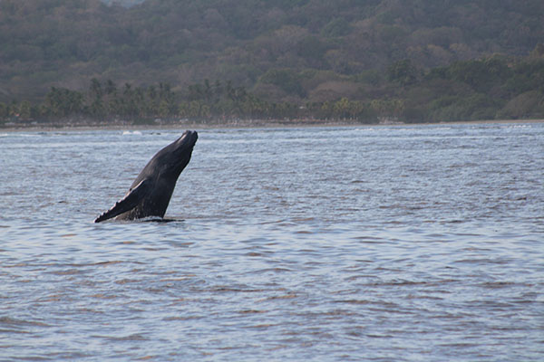 Whales from Papagayo
