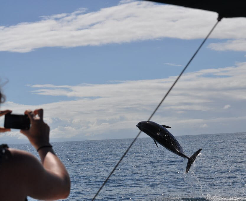 Dolphins in Guanacaste