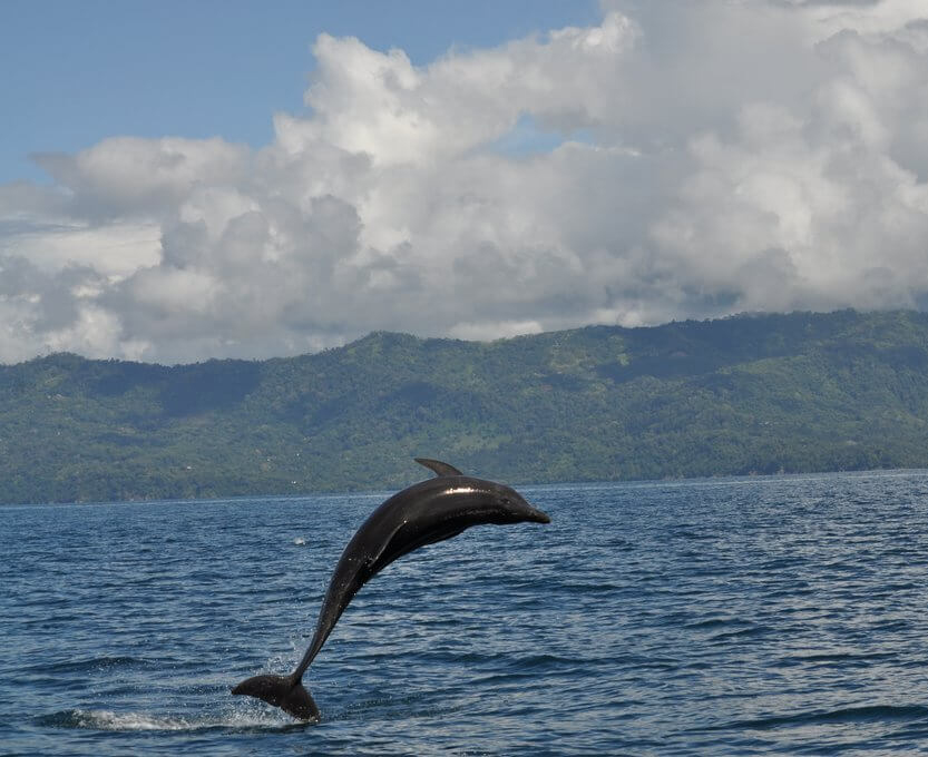 Dolphins Guanacaste