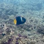 Snorkel