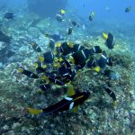 Papagayo snorkel charter