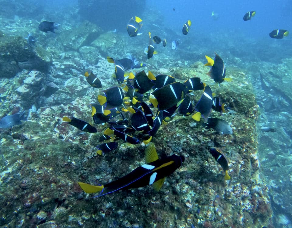 Papagayo snorkel charter