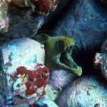 Planet Hollywood Papagayo Snorkeling