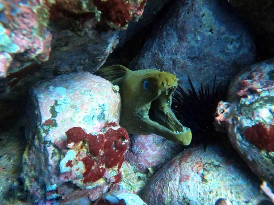 Planet Hollywood Papagayo Snorkeling