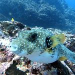 Four Seasons Snorkeling