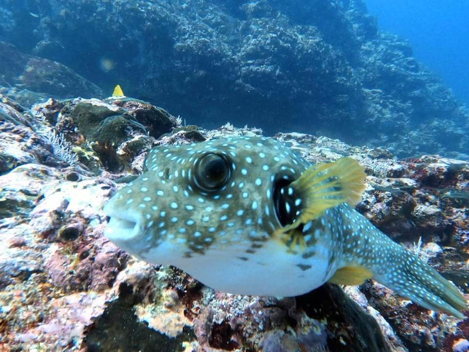 Four Seasons Snorkeling