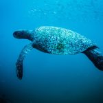 Sea turtle