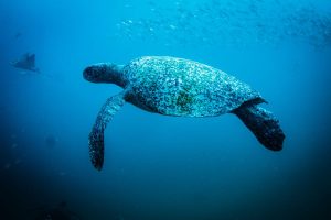 Sea turtle