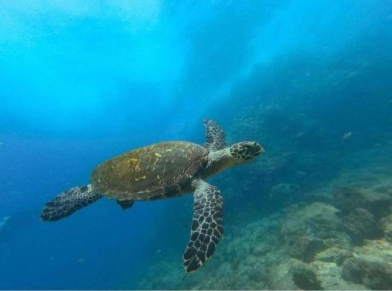 Riu Palace Snorkeling Charters - Guanacaste sailing and fishing