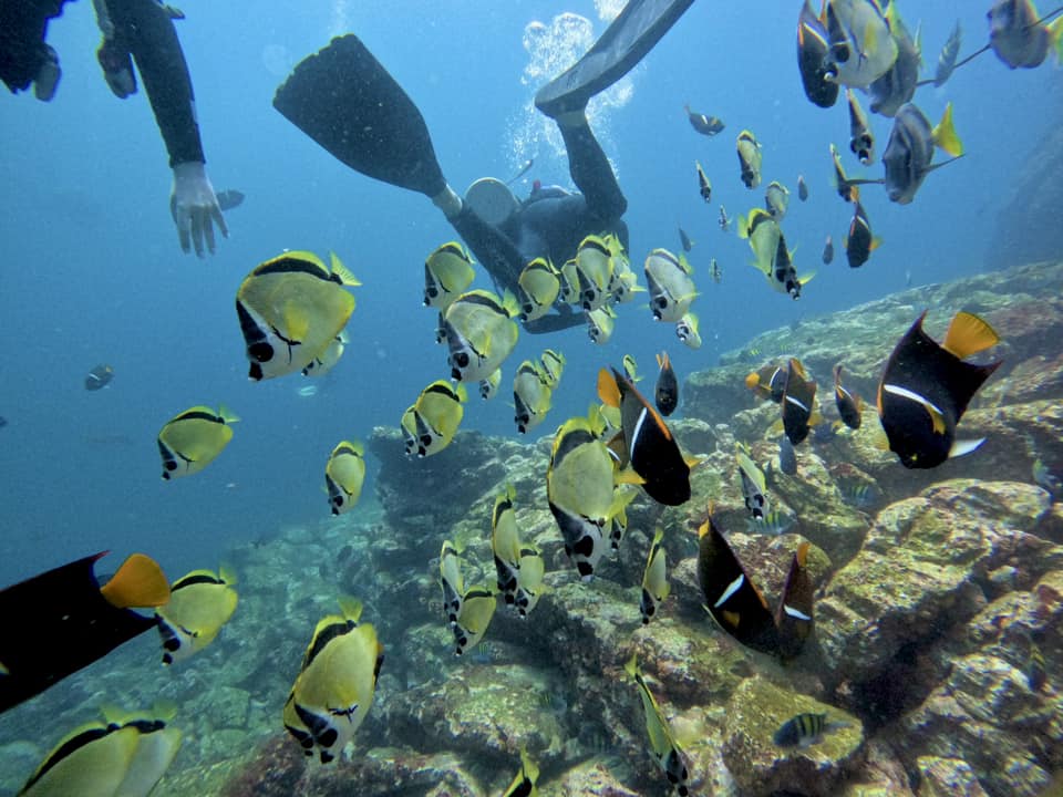 Fish