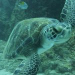 Four Seasons Snorkeling