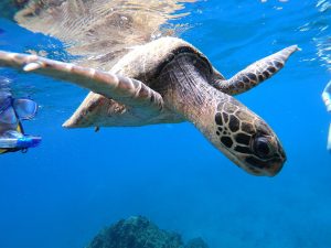 Reef