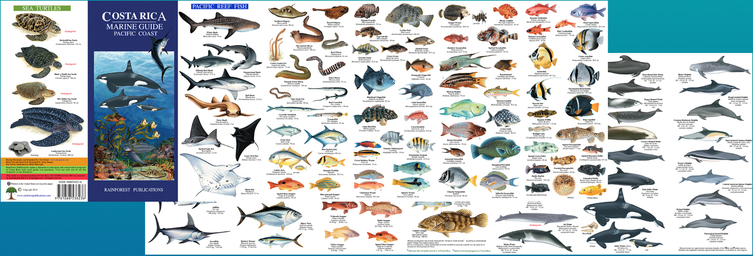 Species