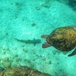 Snorkeling