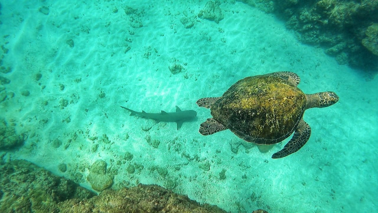 Snorkeling