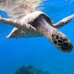 Sea turtles